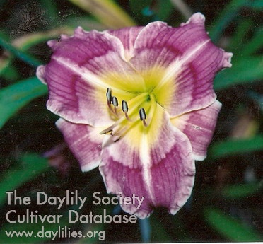 Daylily Majestic Kaleidoscope